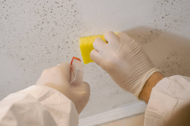 Best Mold Damage Restoration  in Ashland, OR