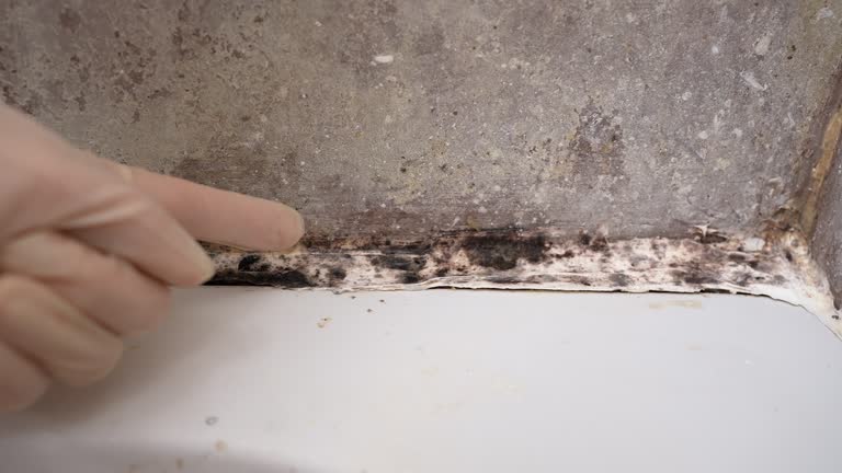 Best Mold Removal for HVAC Installations  in Ashland, OR